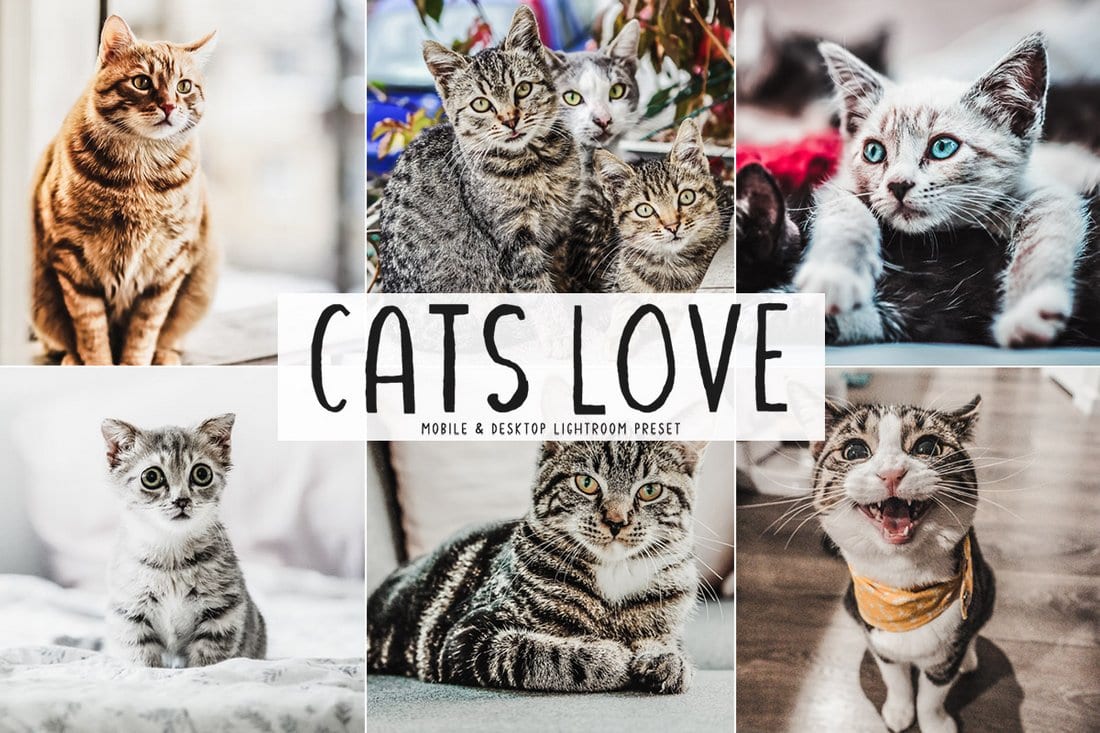 Free Cats Love Photoshop Actions